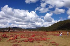 贵州旅游去处(暑期最好的旅游去处)